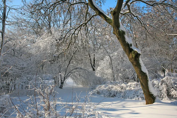 stock image Snowy winter park