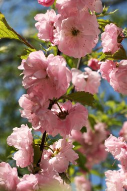 Pink blooming tree clipart