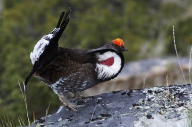 Male Blue Grouse clipart