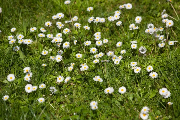 很多在绿色草坪的雏菊 — 图库照片