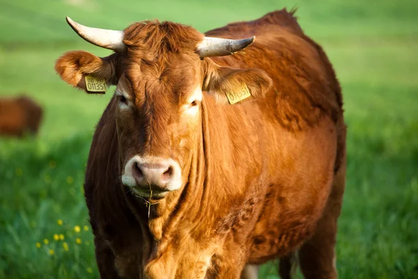 stock image Some cows pasturing in green fields