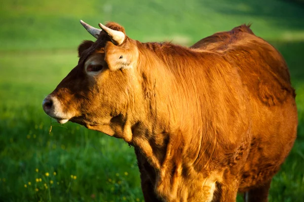 stock image Some cows pasturing in green fields