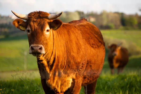 stock image Some cows pasturing in green fields