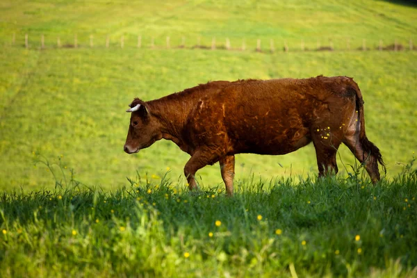 Μερικές αγελάδες βοσκή σε καταπράσινα λιβάδια — Φωτογραφία Αρχείου