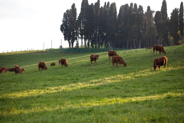 Yeşil alanlara otlatılması bazı inekler — Stok fotoğraf
