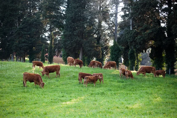 Einige Kühe weiden auf grünen Wiesen — Stockfoto