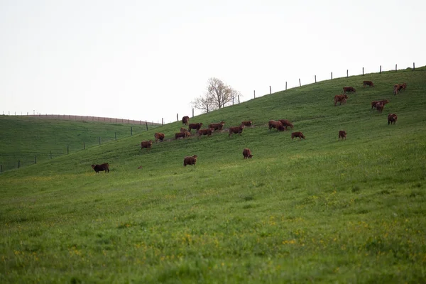 Деякі корови пасуться на зелених полях — стокове фото