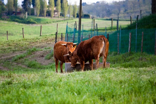 Some cows pasturing in green fields — Stock Photo, Image