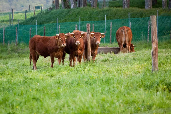Some cows pasturing in green fields — Stock Photo, Image