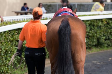 hippodrome de dörtnala yarış, at