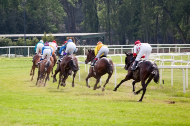 hippodrome de dörtnala yarış, at