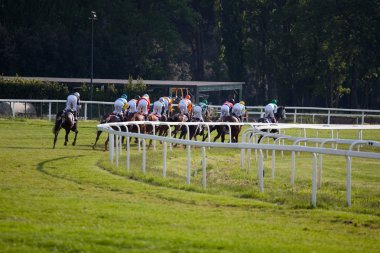 hippodrome de dörtnala yarış, at