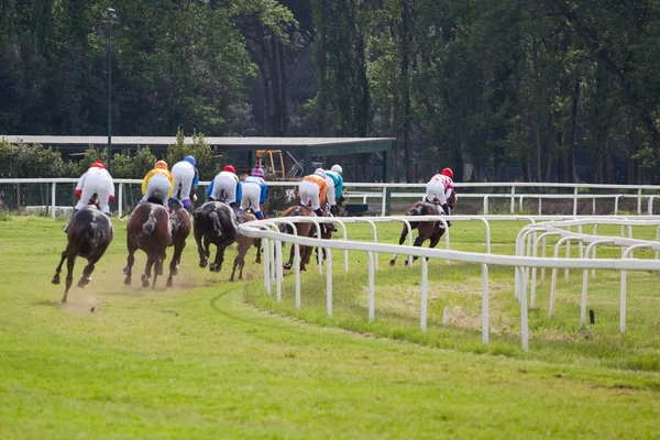 Häst i galopp race på hippodromen — Stockfoto
