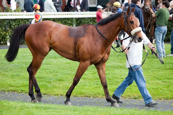 Horse at gallop race at hippodrome — Stock Photo, Image