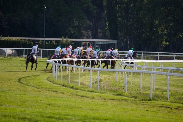Häst i galopp race på hippodromen — Stockfoto