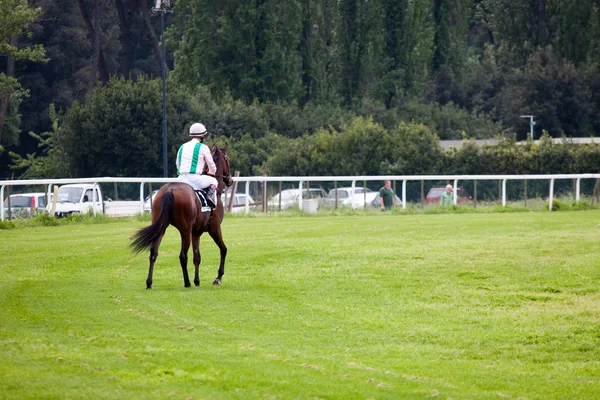 Koń w galopie wyścigu w hippodrome — Zdjęcie stockowe