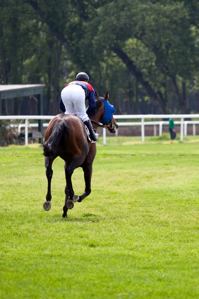हिप्पोड्रोम में गैलोप रेस में घोड़ा — स्टॉक फ़ोटो, इमेज
