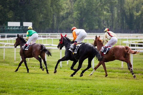 Paard in galop race in hippodrome — Stockfoto