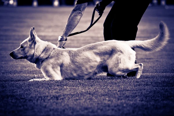 Perro con correa con su amo — Foto de Stock