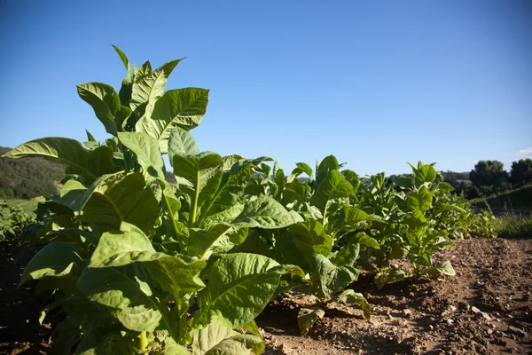 Tobacco Plantation in Tuscany — Stock Photo, Image