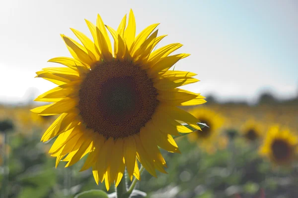 Sonnenblumen wachsen in der Toskana — Stockfoto