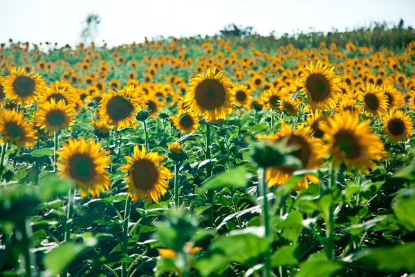 Tuscany'de büyüyen ayçiçekleri