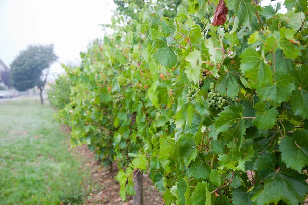Raisins de vin dans le vignoble lors d'une journée brumeuse — Photo