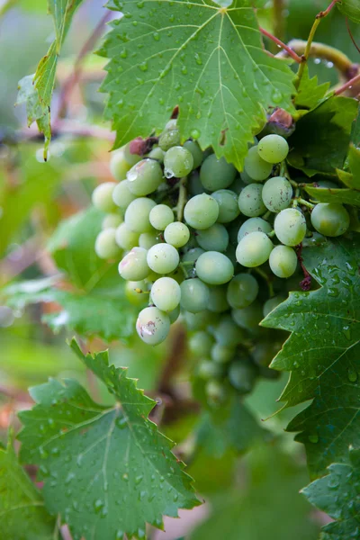 Виноград в винограднике в туманный день — стоковое фото