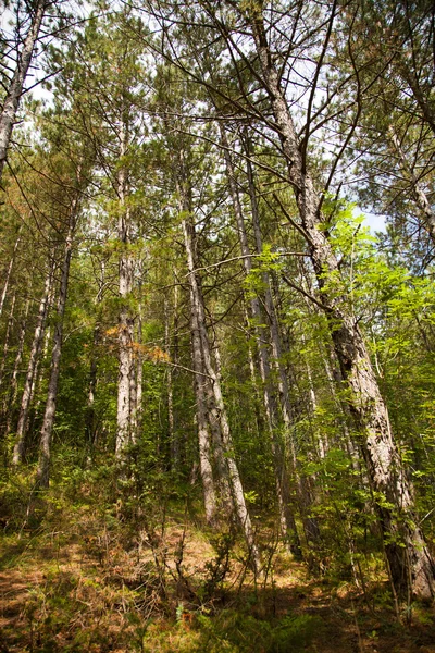 Stock image Some High Trees in the Wood