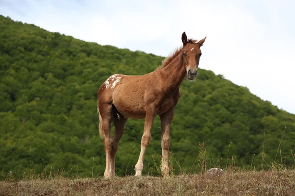 Пасовище коней у зеленому полі — стокове фото