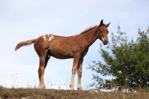 Koně pastvě v zelené oblasti — Stock fotografie