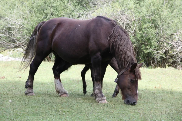 Yeşil alana atlar çayıra — Stok fotoğraf