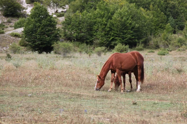 Hästar betar i grönt fält — Stockfoto