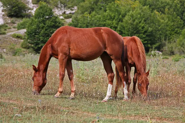Cavalos pastagem em campo verde — Fotografia de Stock