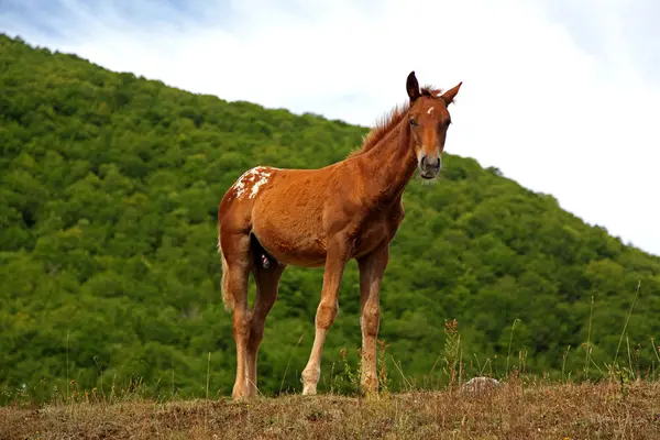 Paarden grasland in groene veld — Stockfoto