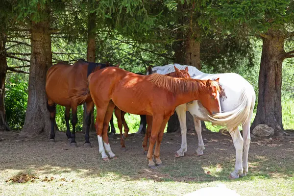 Лошади пасутся на зеленом поле — стоковое фото