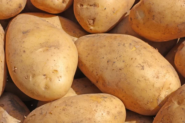The harvest of egyptian potato — Stock Photo, Image