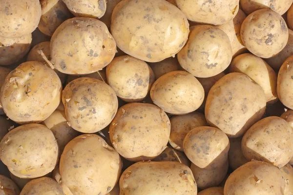 stock image The harvest of potato