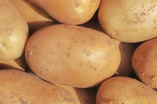 The harvest of potato — Stock Photo, Image