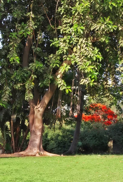 stock image Tree in Cairo's city park