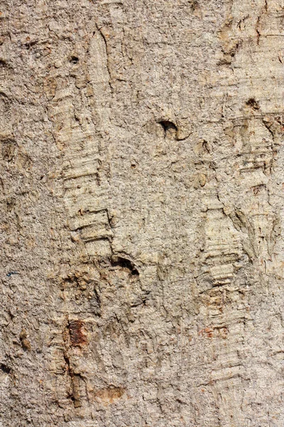 Textuur van het oppervlak van de boomschors — Stockfoto