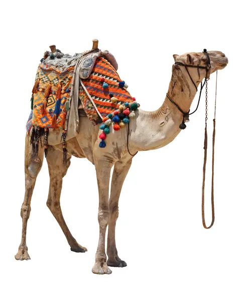 Kamel im Inland — Stockfoto