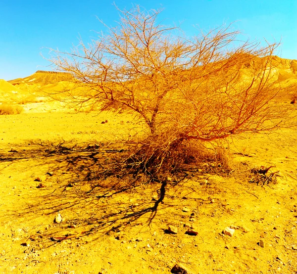 stock image Desert