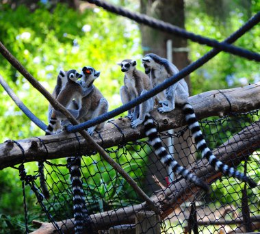 Lemur