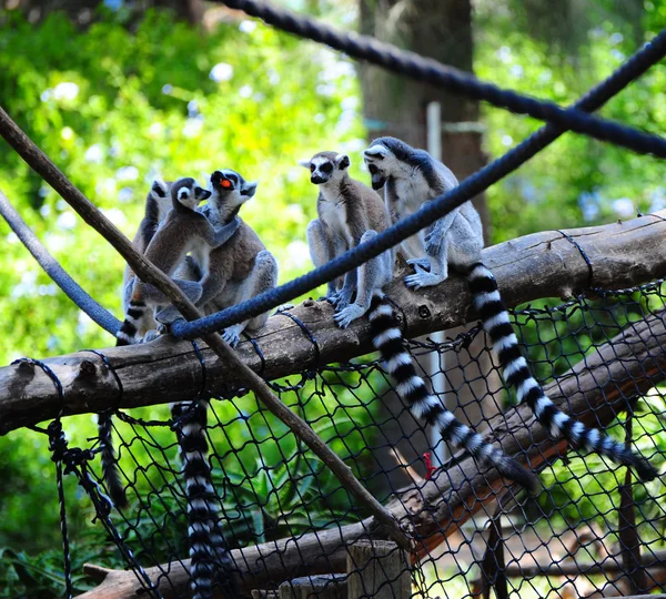 Lemur — Stock fotografie