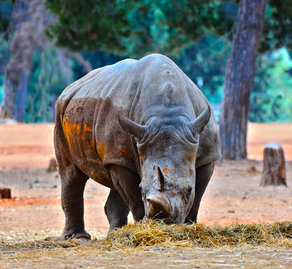 Носорог — стоковое фото