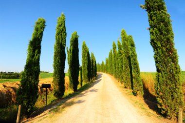 Cypress Alley Leading To The Farmer's House In Tuscany clipart
