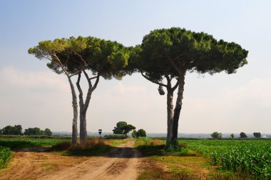 kırsal yol