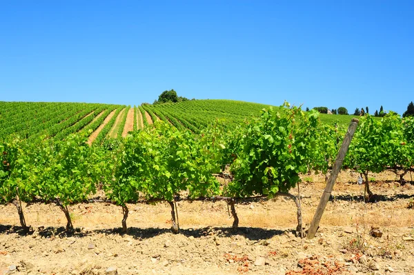 Vineyard In The Chianti — Stock Photo, Image