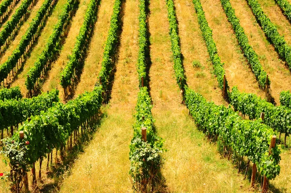 Tuscany Vineyard — Stock Photo, Image